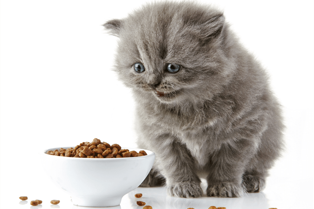Hva er riktig mat til en kattunge?