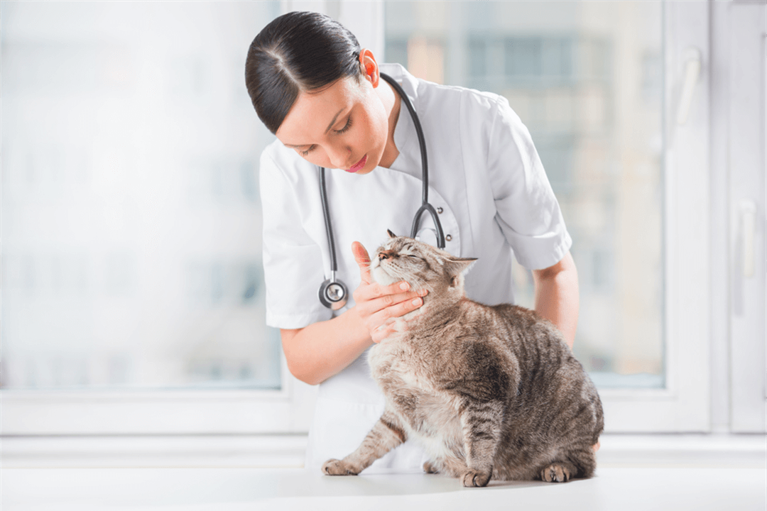 Er katten din trent på veterinærbesøk?