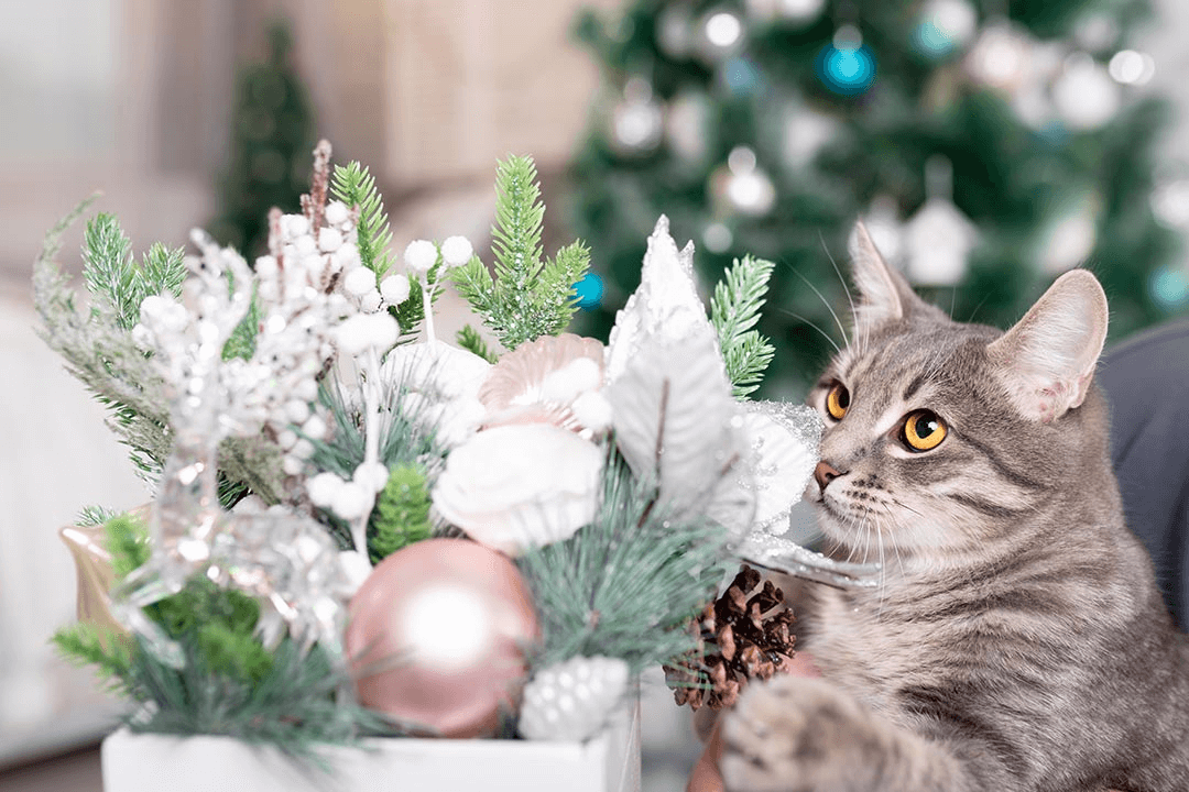 Slik får katten en god jul og nyttårsfeiring!