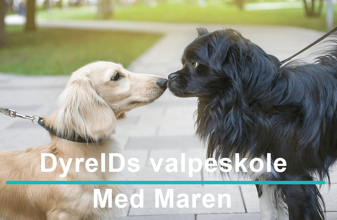 Tips fra Maren om `Hvordan møte andre hunder`