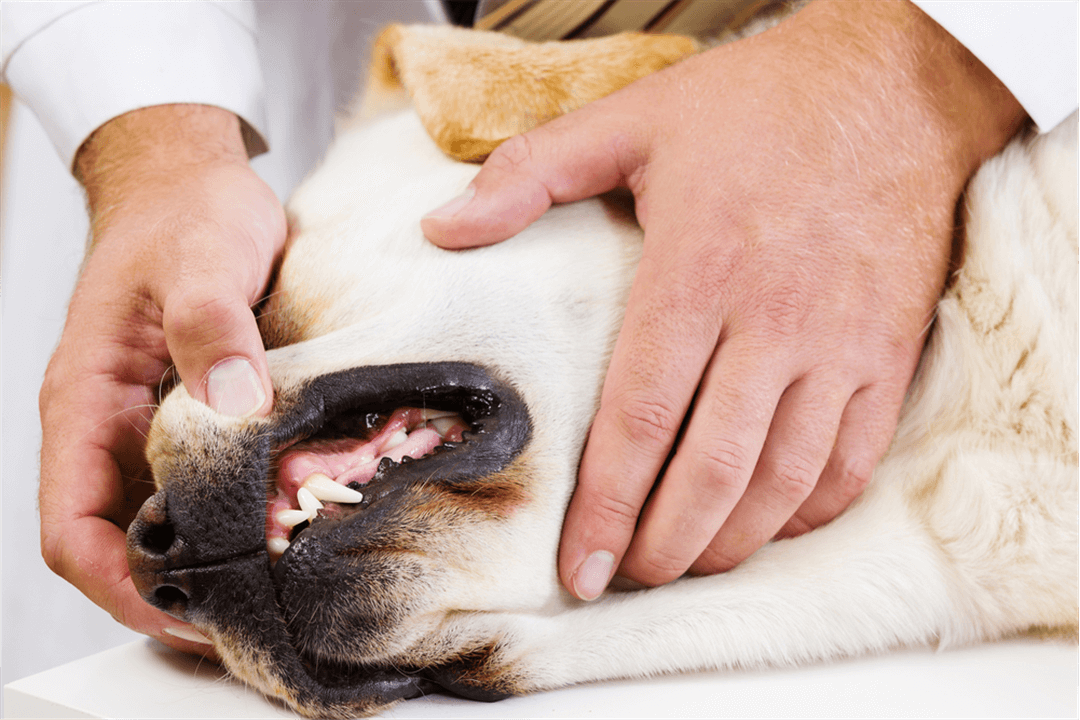 Pass på tennene til hunden