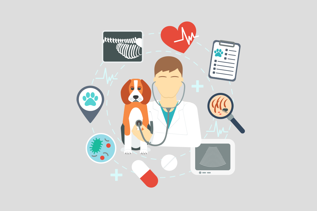 Helseoversikt for hunder