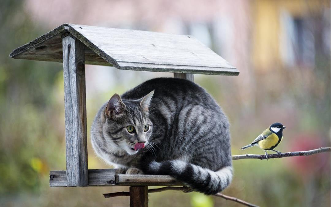 Hva kan vi gjøre med katter som fanger mus og fugler?