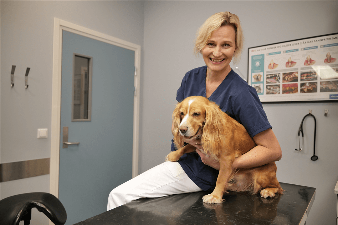 Ekspertråd fra fagveterinær om tannhelse hos hund
