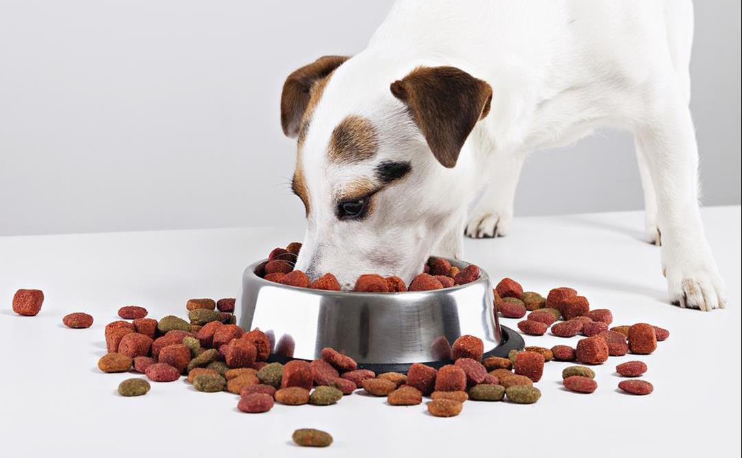 Hva er riktig mat til en voksen hund?