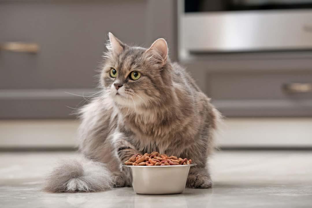 Hva bør en voksen katt spise?