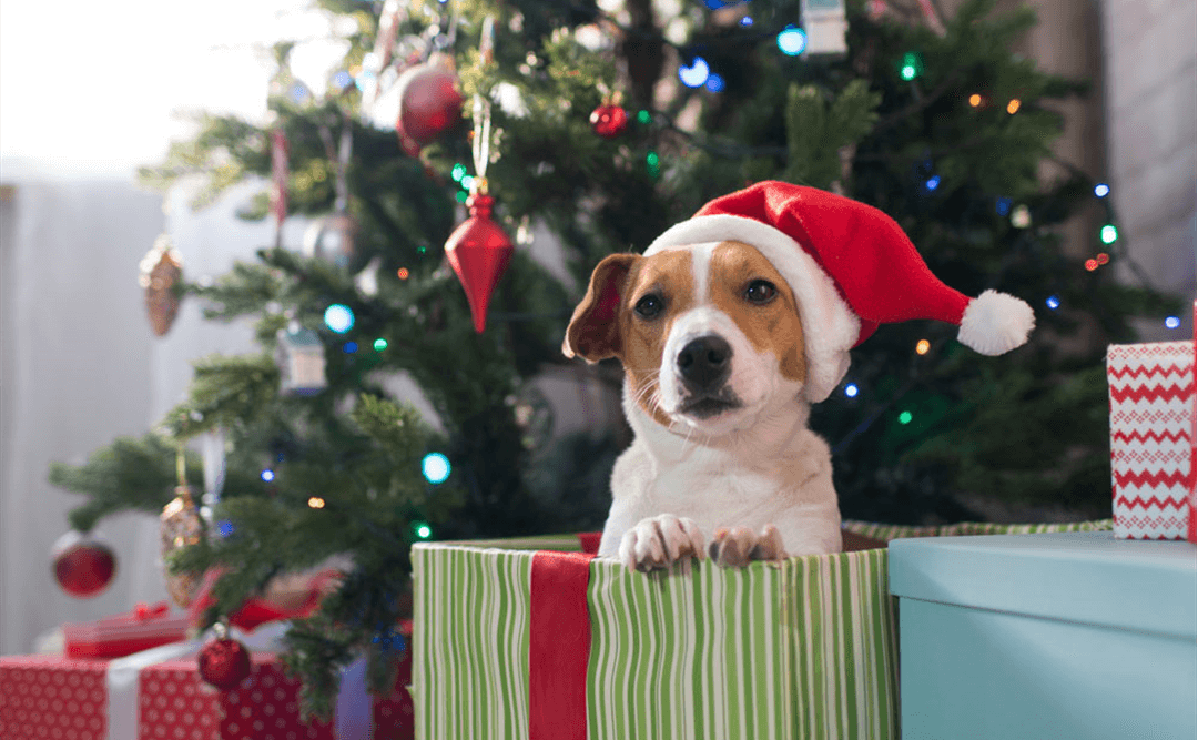 Slik får hunden en god jul og nyttårsfeiring!