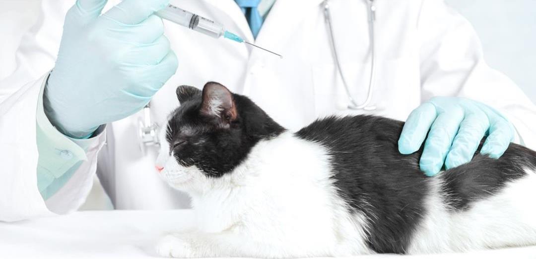 Derfor skal du vaksinere katten