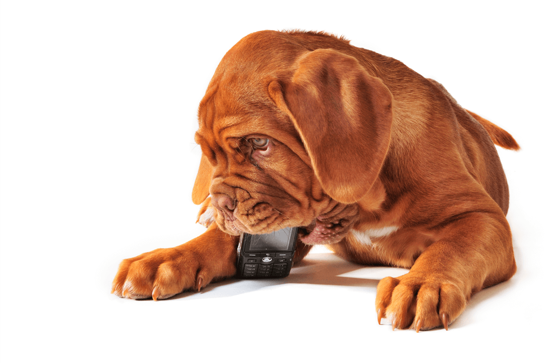 Har hunden spist mobiltelefonen?