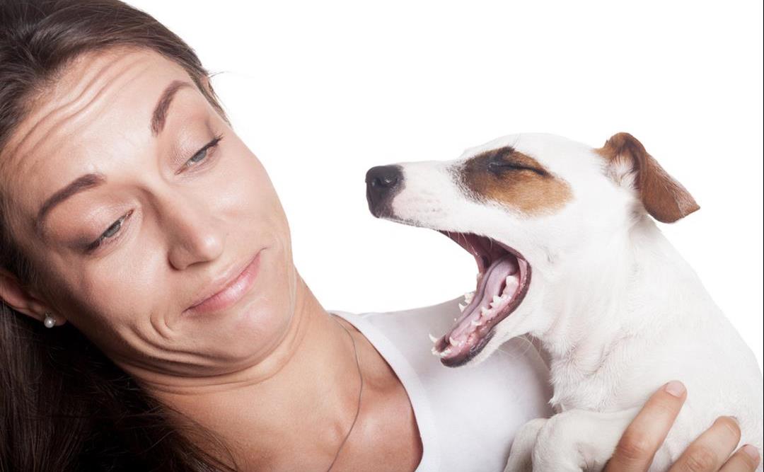 Dårlig ånde hos hund