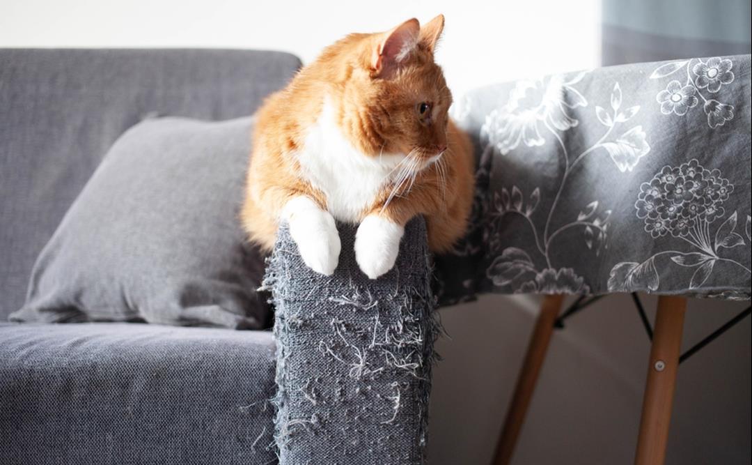 Slik unngår du at katten klorer på møbler